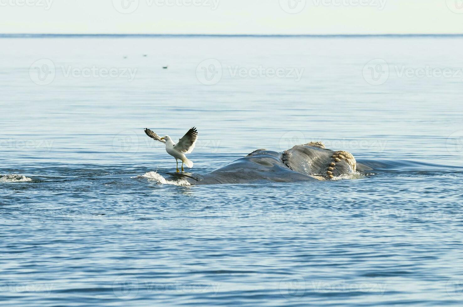 Seagull stinging the back of a whale, Peninsula Valdes, Patagonia, Argentina photo