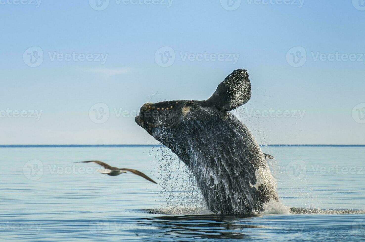 Southern right whale,jumping behavior, Puerto Madryn, Patagonia, Argentina photo