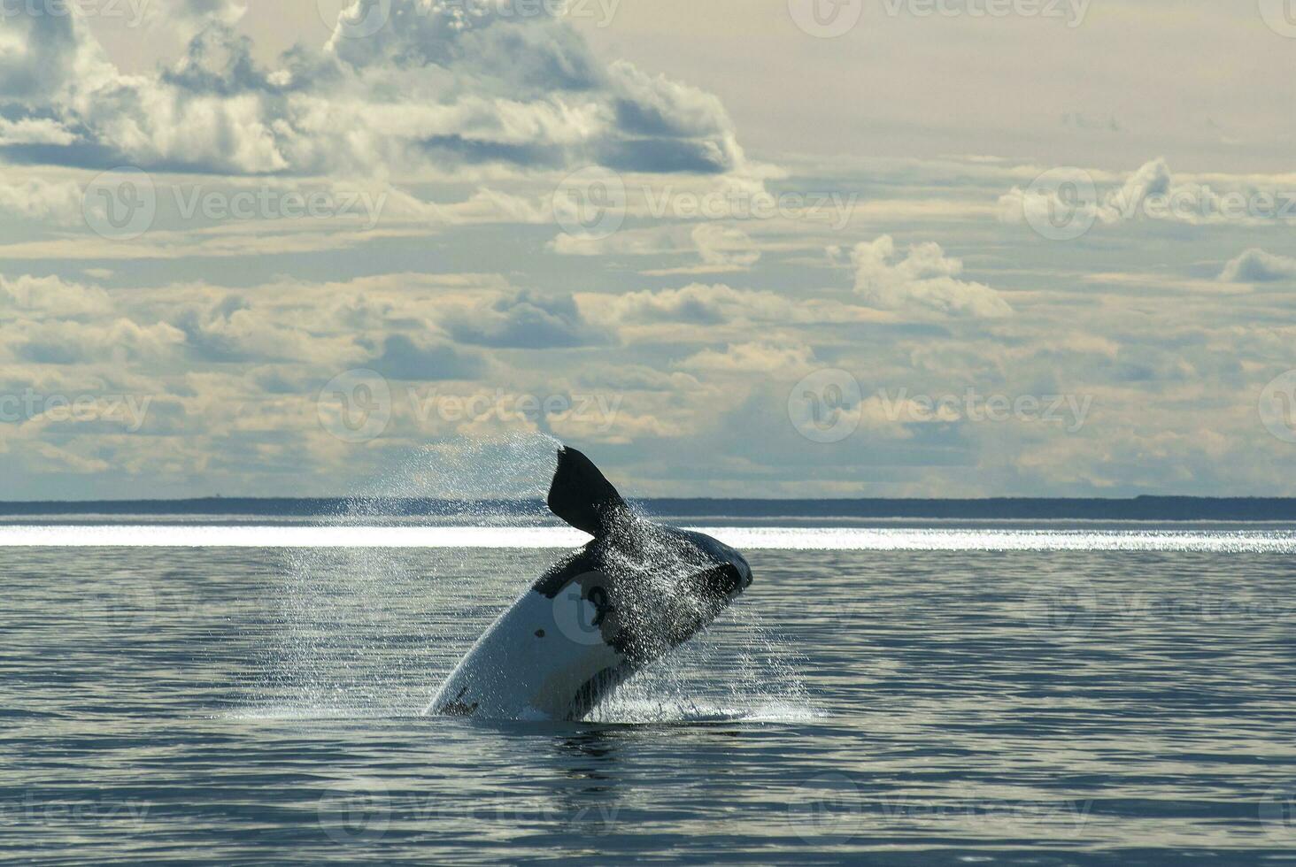 del Sur Derecha ballena en peligro, argentina foto