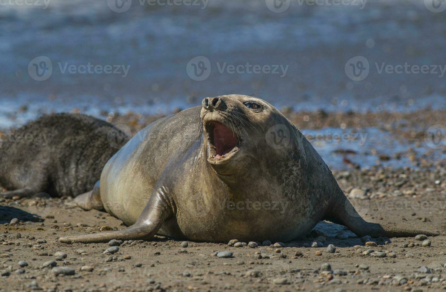 Femaale elephant seal, Peninsula Valdes, Patagonia, Argentina photo