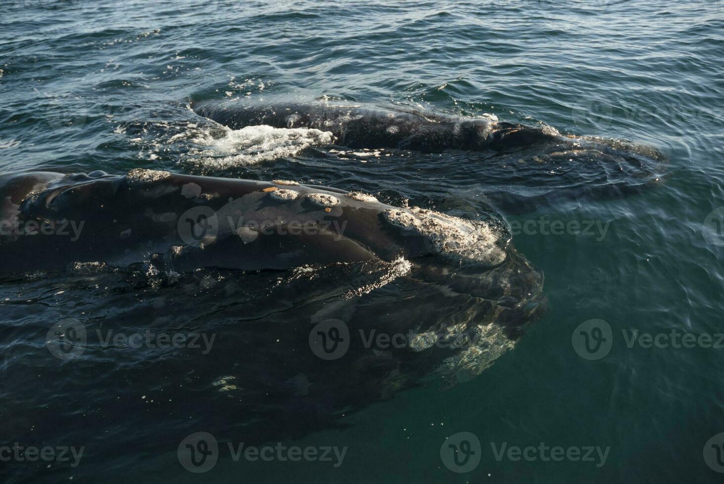 Southern Right Whale endangered, Argentina photo