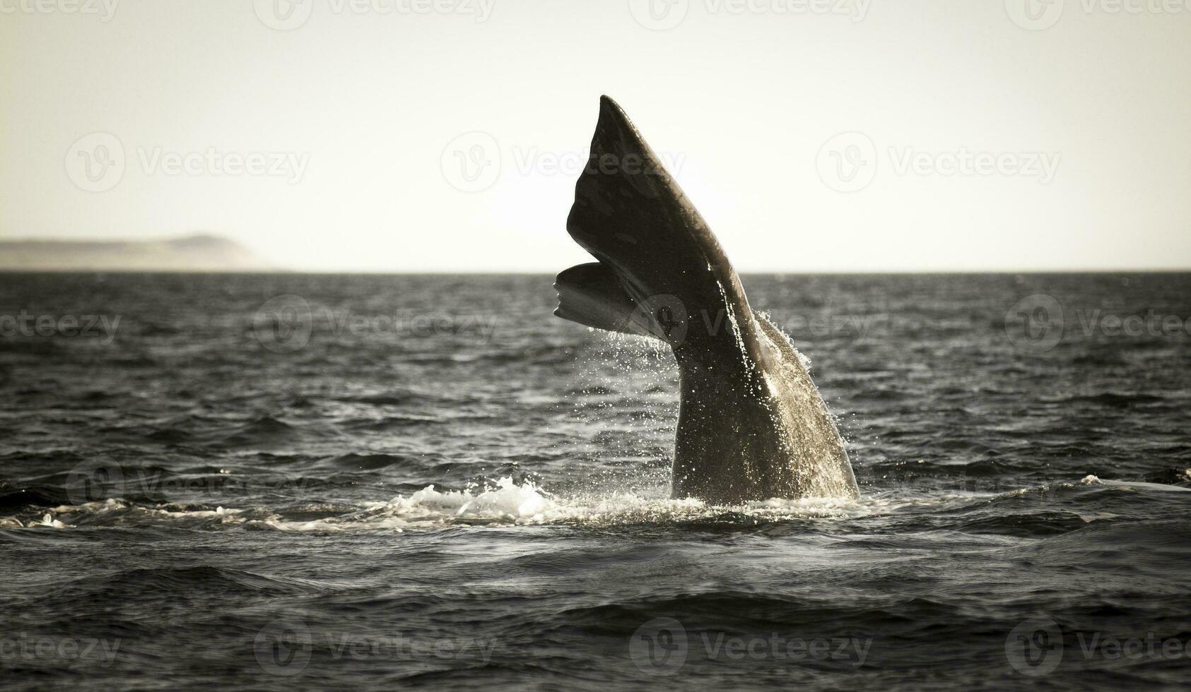 del Sur Derecha ballena en peligro, argentina foto
