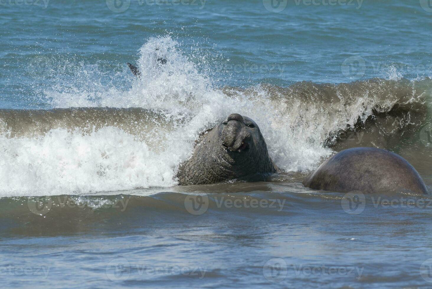 Male elephant seal, Peninsula Valdes, Patagonia, Argentina photo