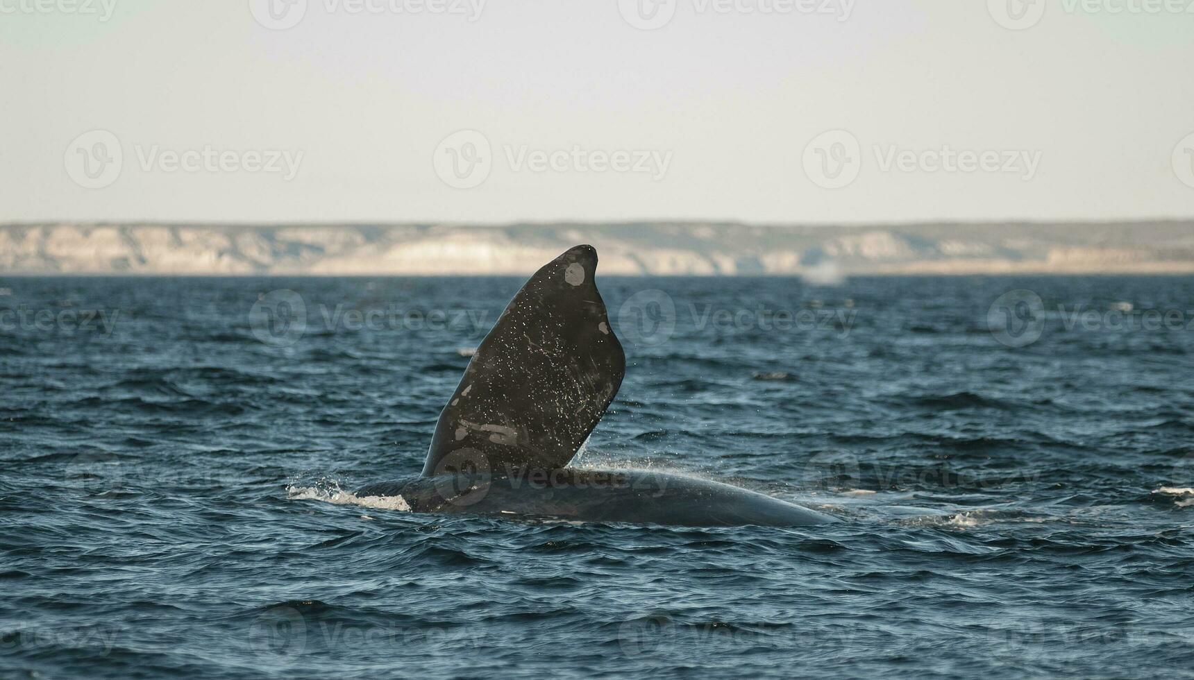 del Sur Derecha ballena en peligro, argentina foto