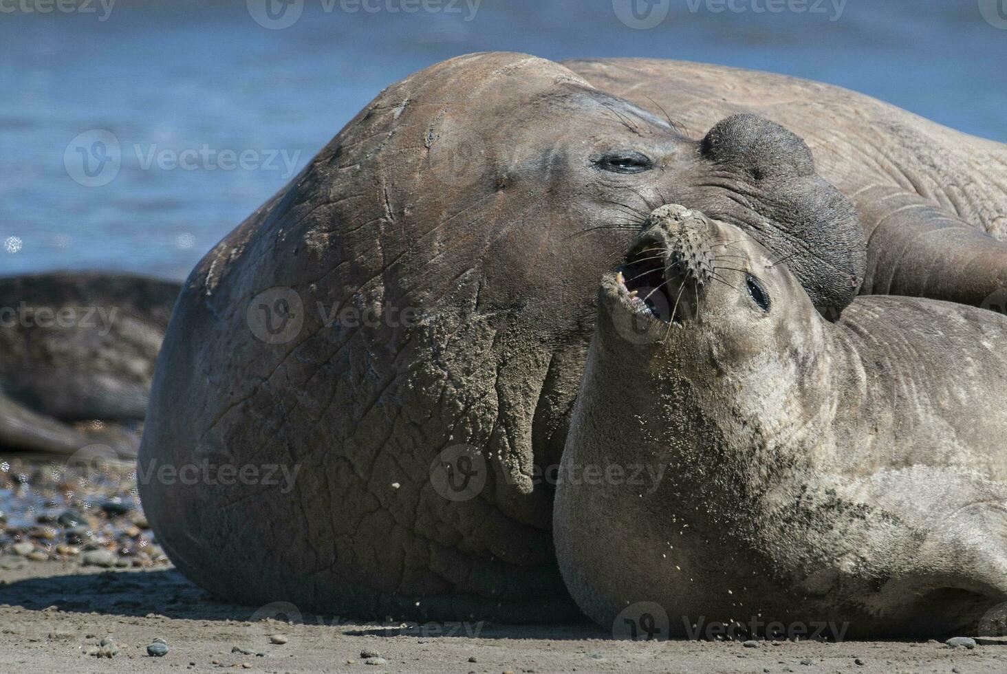 Elephant seal couple mating, Peninsula Valdes, Patagonia, Argentina photo