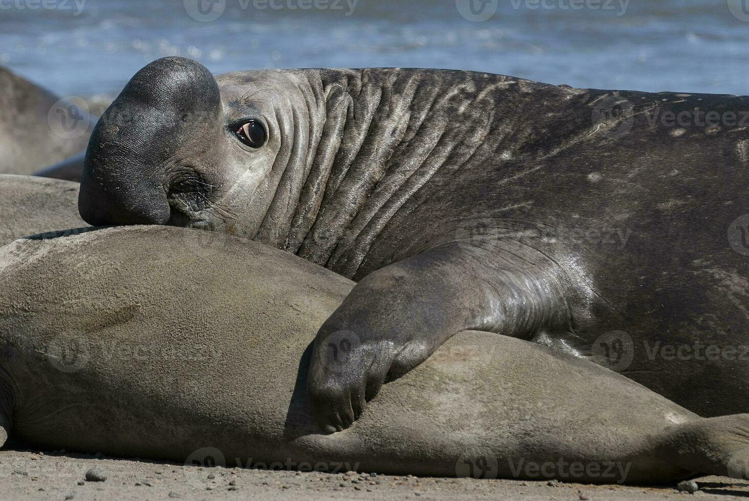 Male elephant seal, Peninsula Valdes, Patagonia, Argentina photo