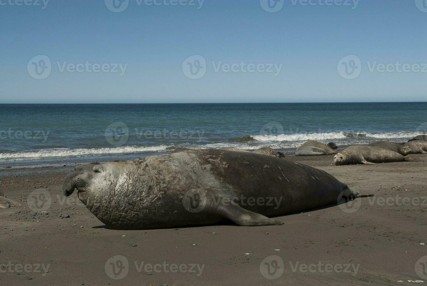 Male elephant seal, Peninsula Valdes, Patagonia, Argentina photo