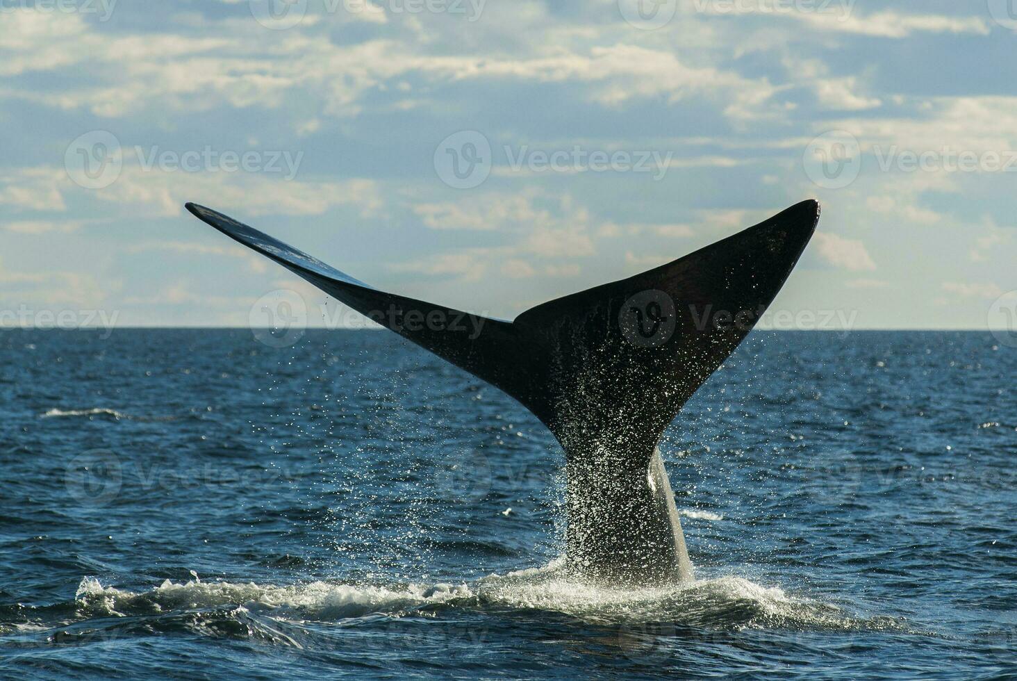 Southern Right Whale endangered, Argentina photo