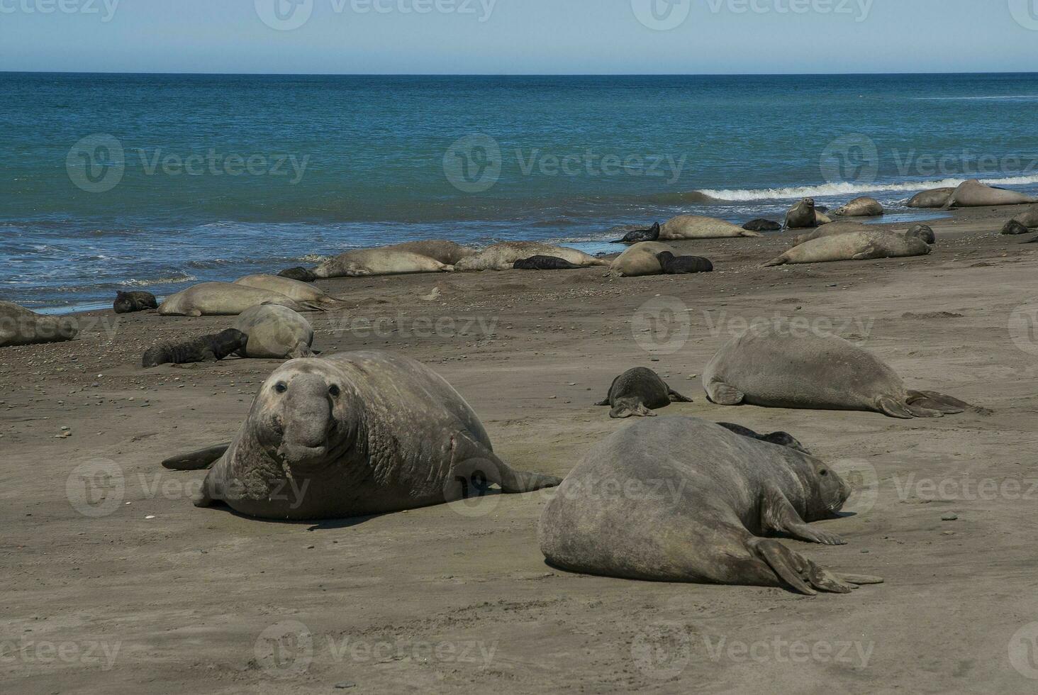 Male elephant seal, Peninsula Valdes, Patagonia, Argentina photo