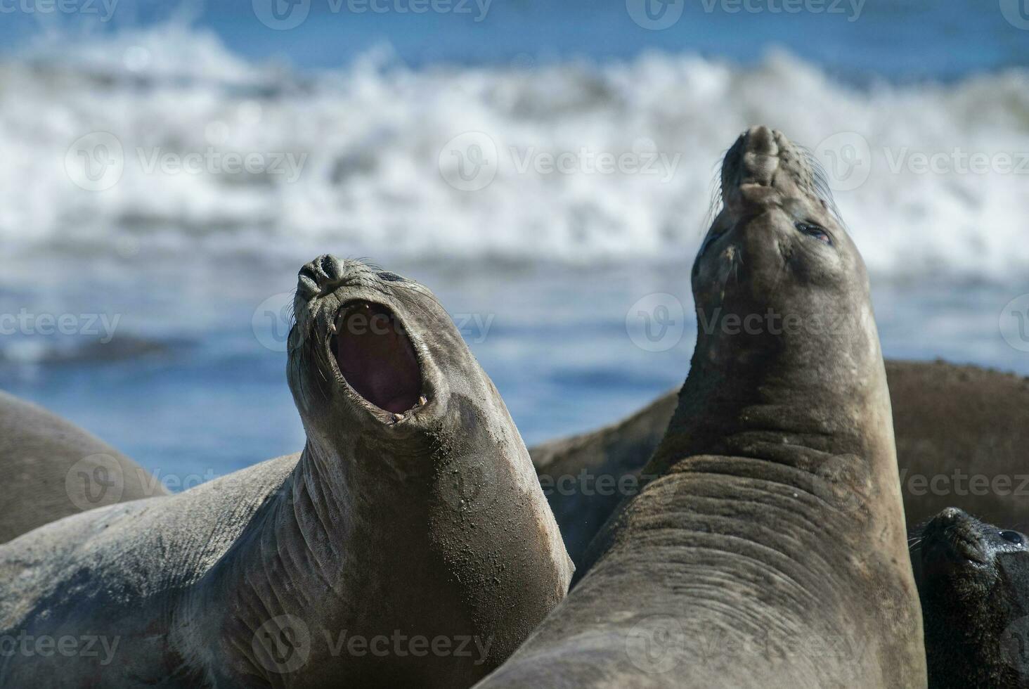 Juvenile males elephant seals fighting, Peninsula Valdes, Patagonia, Argentina photo