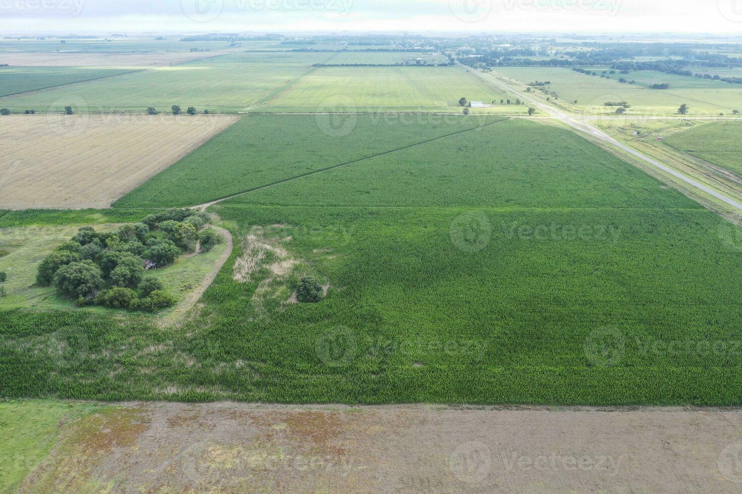 Corn cultivation, Buenos Aires Province, Argentina. photo