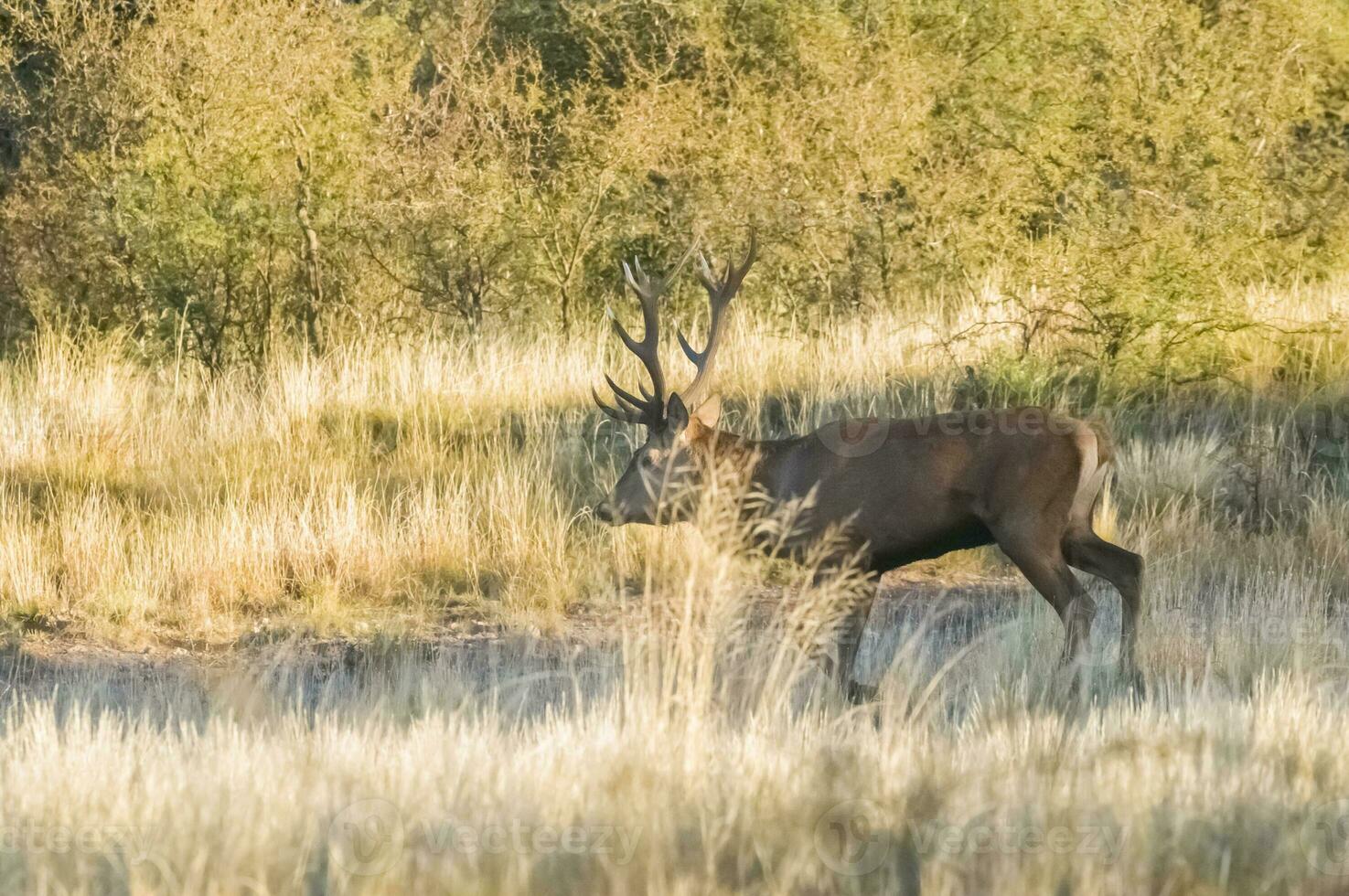 Female red in Calden forest, La Pampa, Argentina. photo