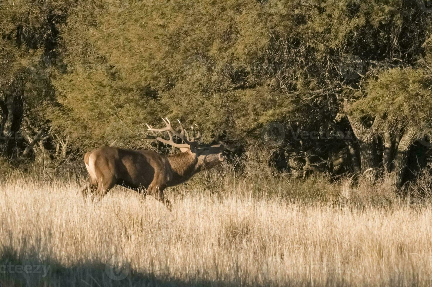 Female red in Calden forest, La Pampa, Argentina. photo