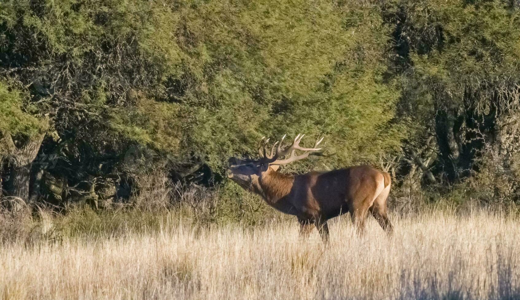 Female red in Calden forest, La Pampa, Argentina. photo