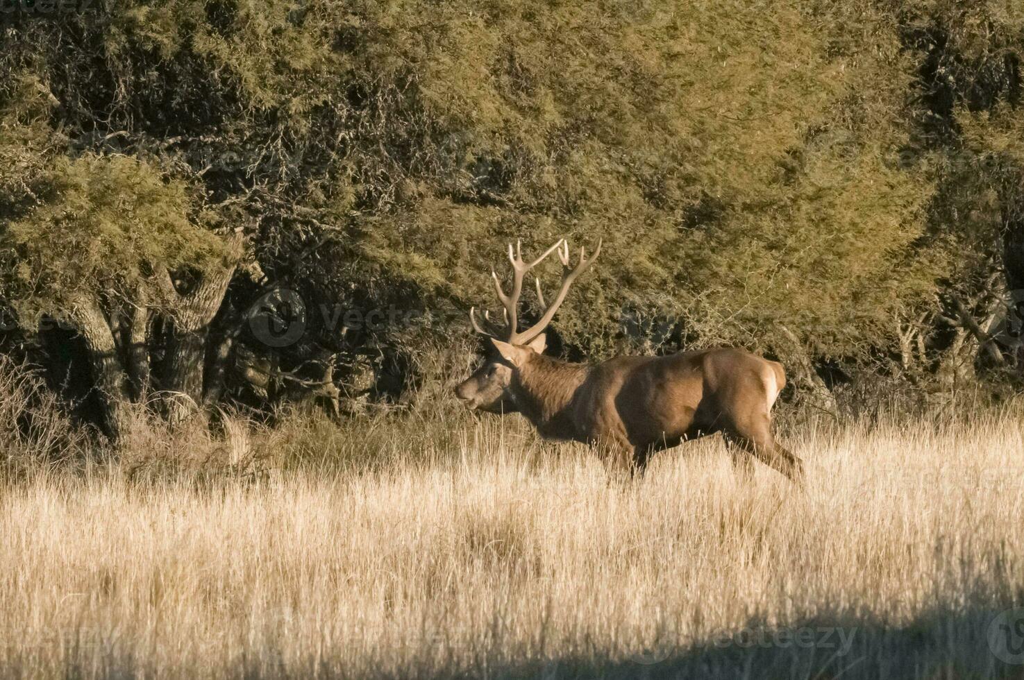 Female red in Calden forest, La Pampa, Argentina. photo