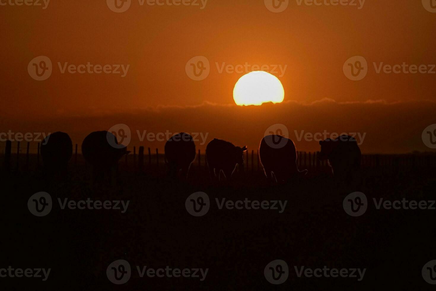 Cows silhouettes  grazing, La Pampa, Patagonia, Argentina. photo