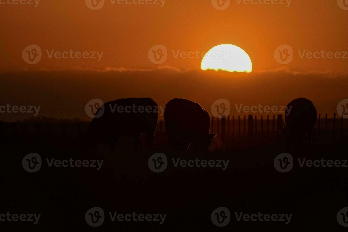 Cows silhouettes  grazing, La Pampa, Patagonia, Argentina. photo