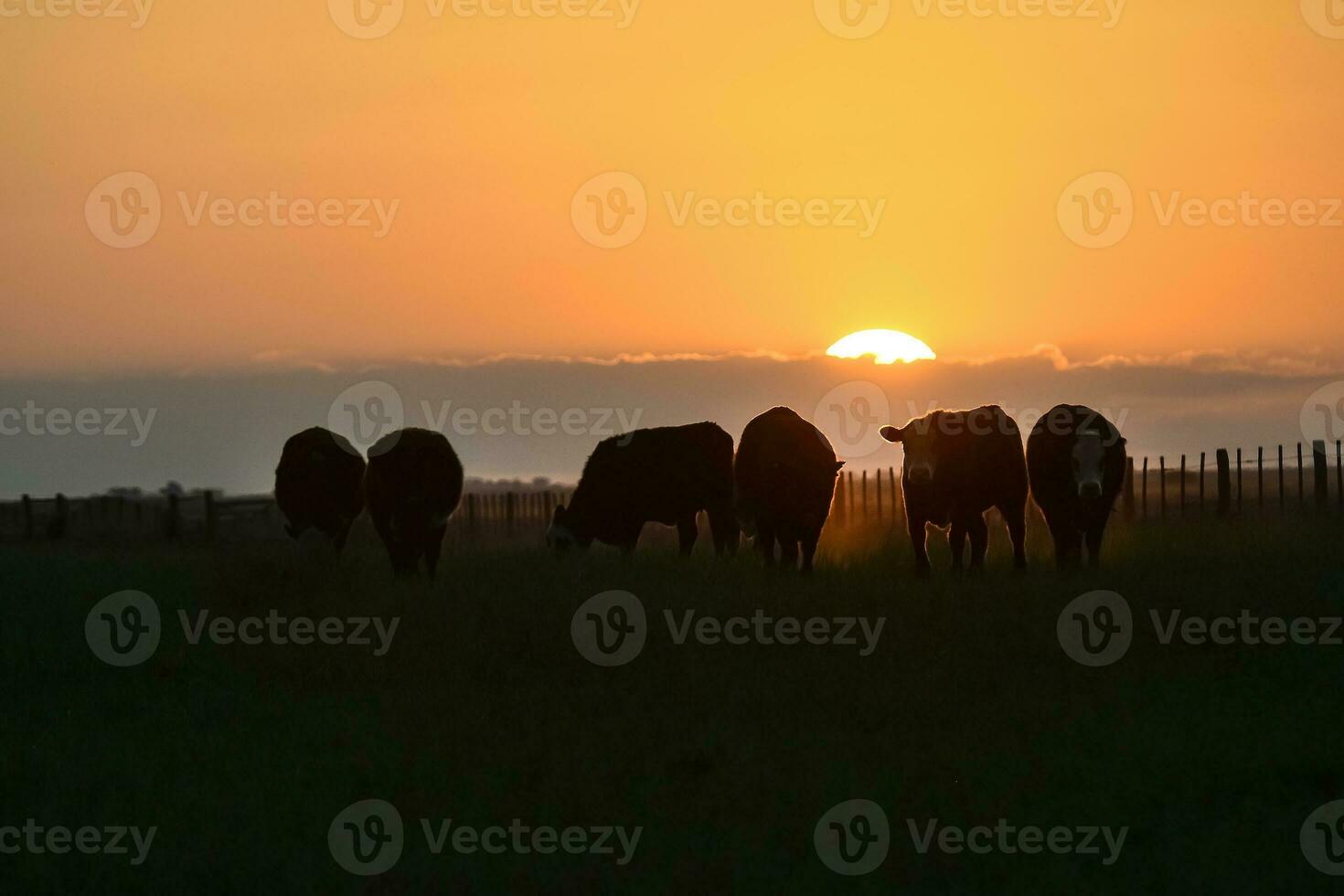 Cows silhouettes  grazing, La Pampa, Patagonia, Argentina. photo