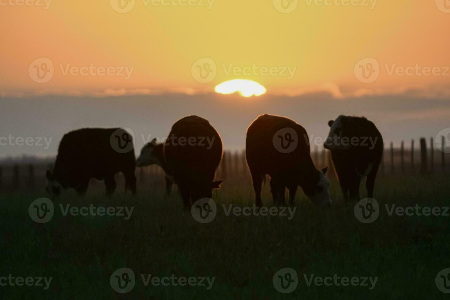 Cows silhouettes  grazing, La Pampa, Patagonia, Argentina. photo