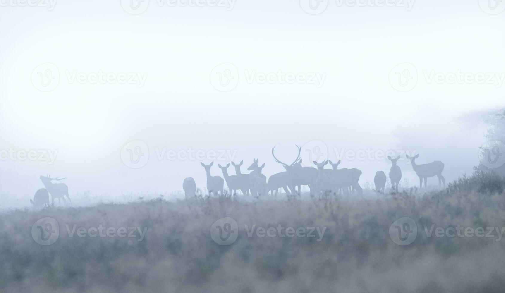 Red deer herd in the snow, La Pampa, Argentina. photo