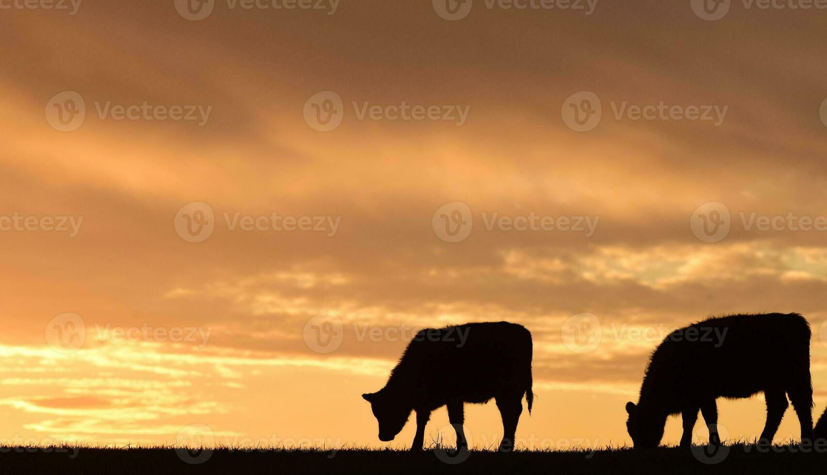 Cows fed  grass, in countryside, Pampas, Patagonia,Argentina photo