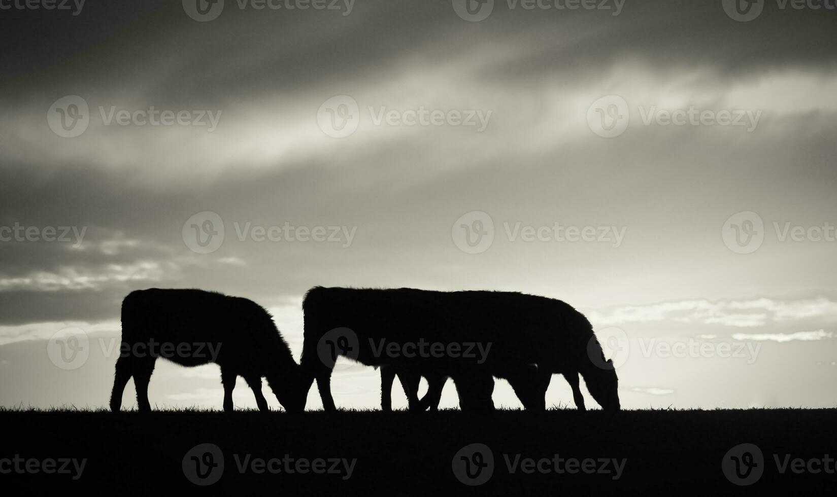 Cows fed  grass, in countryside, Pampas, Patagonia,Argentina photo