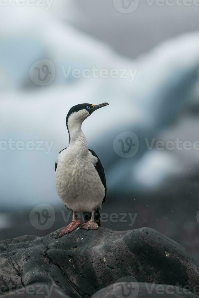 Imperial Cormorant, breeding colony, Paulet Island, Antarica photo