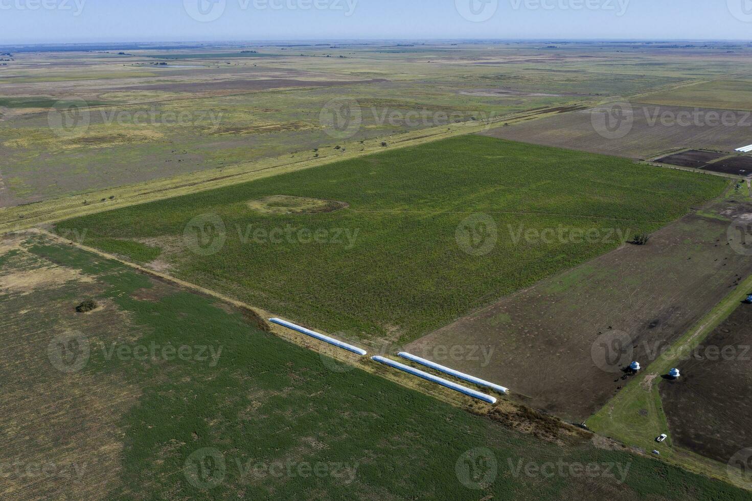 Silo bag, grain storage in La Pampa, Argentina photo