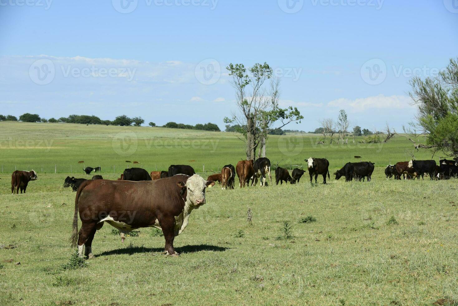 Bull raised with natural grass, Argentine meat production photo