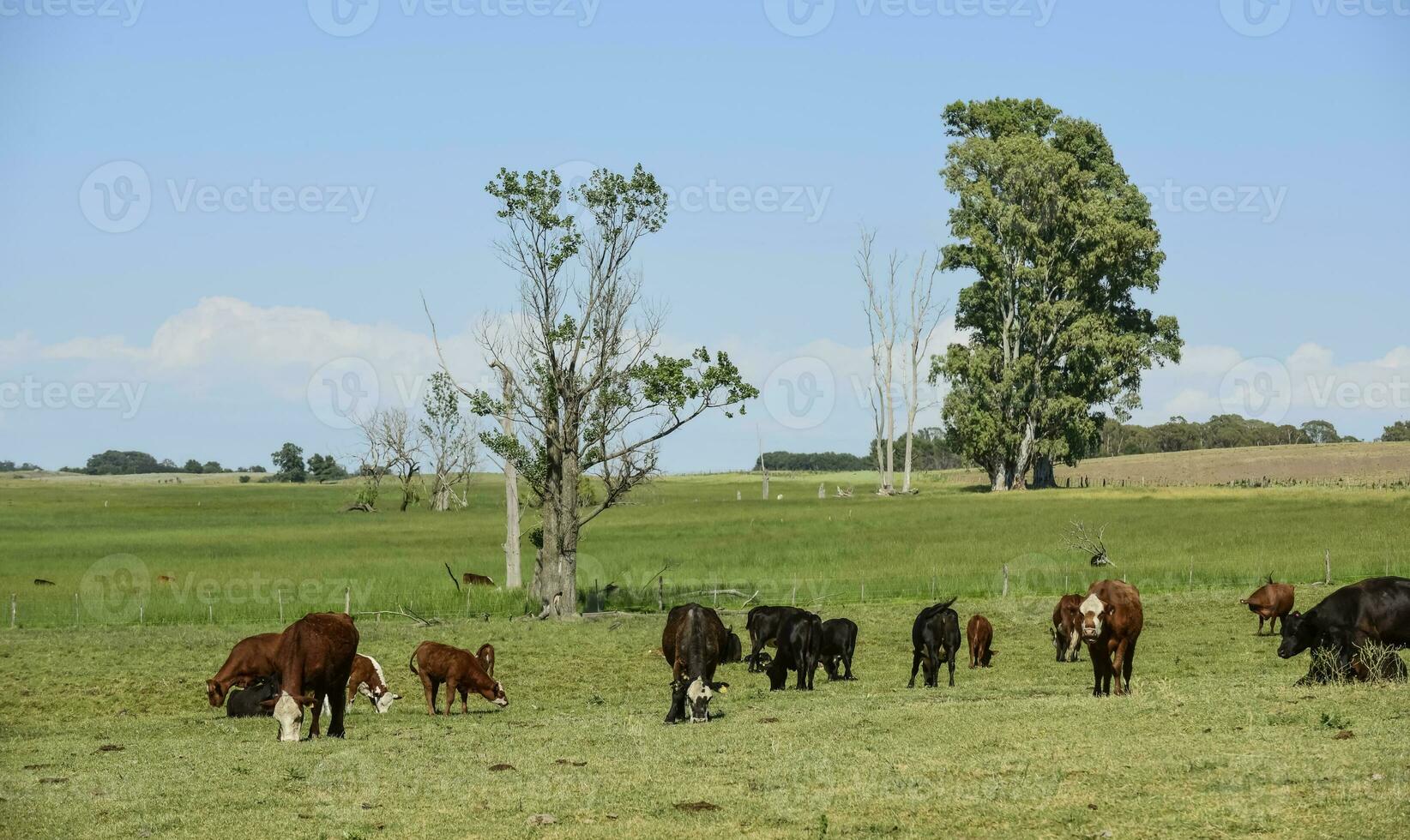 Cattle in Argentine countryside,La Pampa Province, Argentina. photo