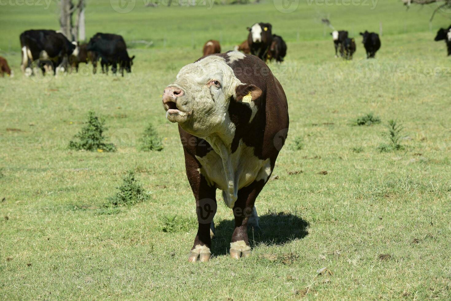 Bull raised with natural grass, Argentine meat production photo