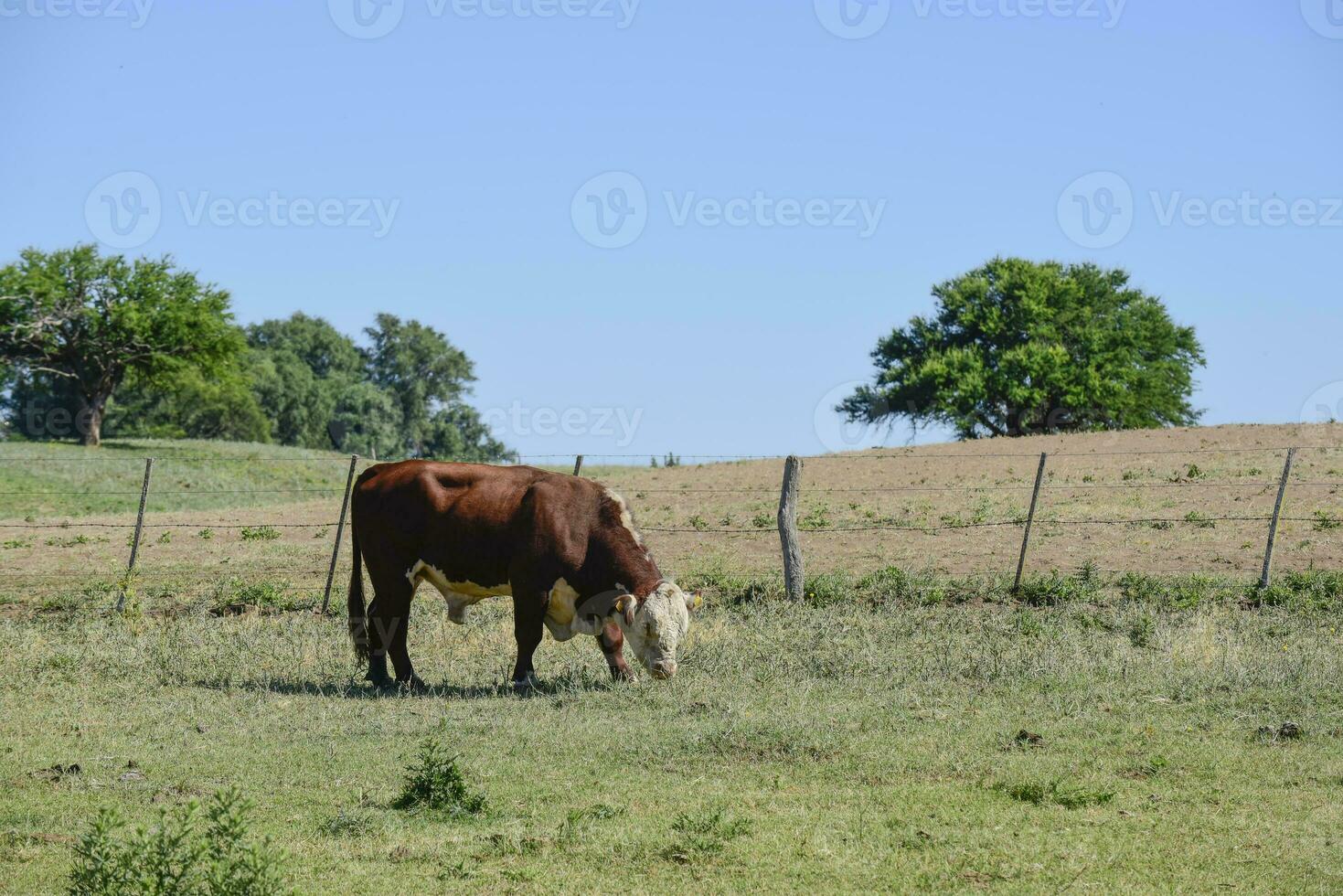 Bull raised with natural grass, Argentine meat production photo