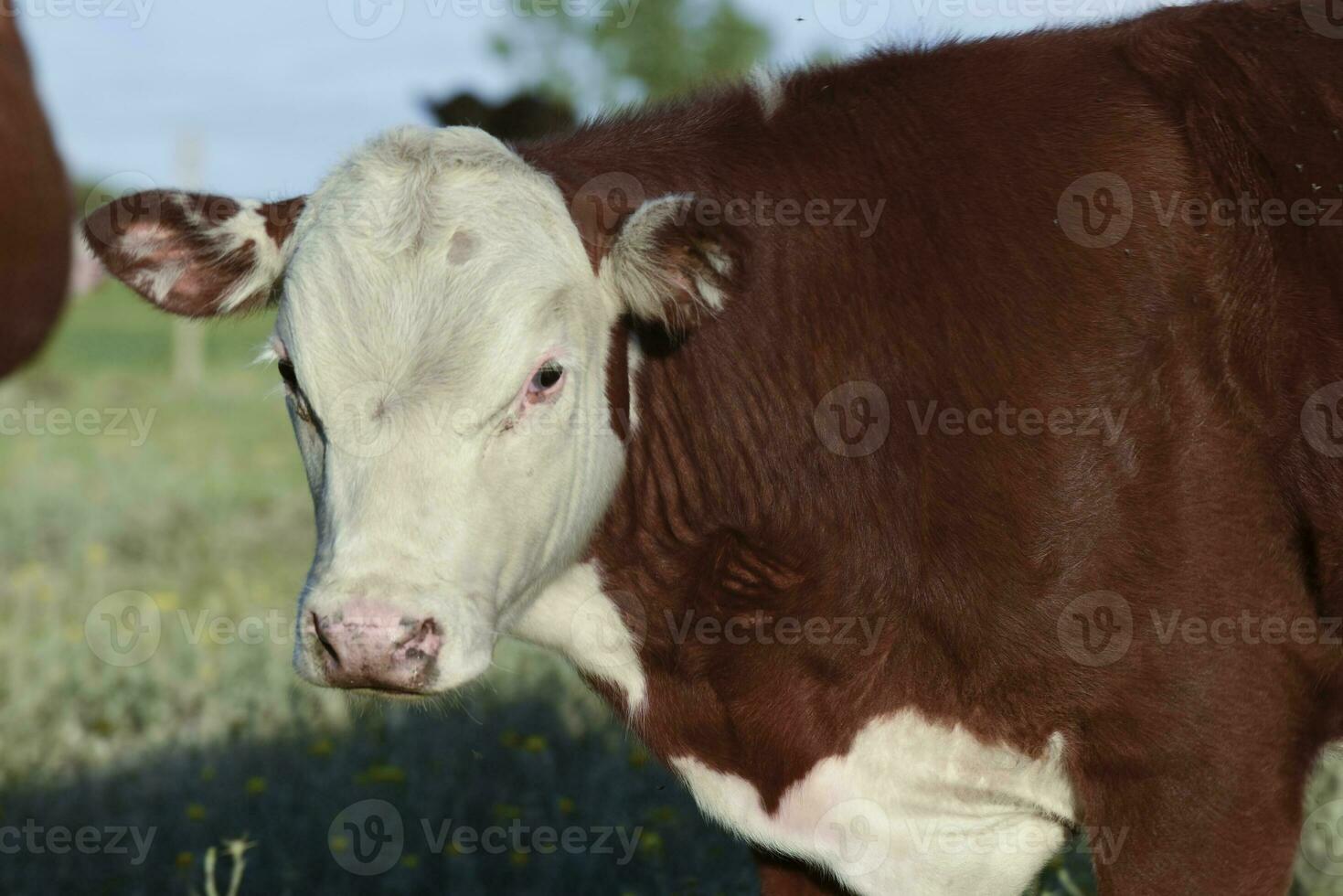 Cattle calf in Argentine countryside,La Pampa Province, Argentina. photo
