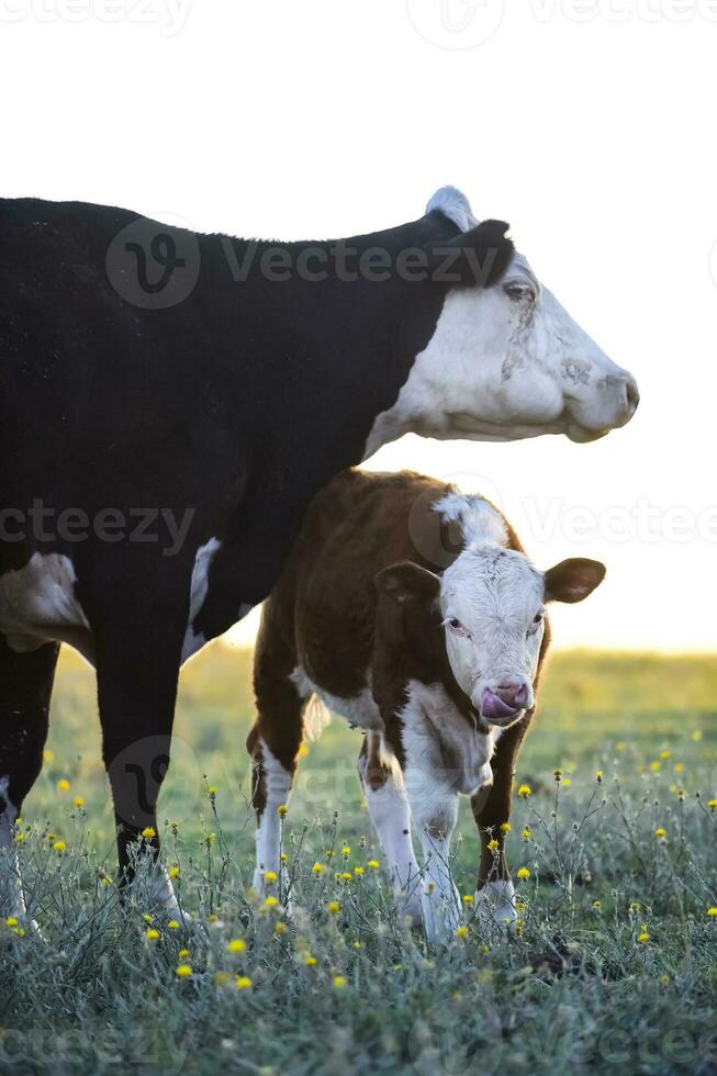 Cattle and  calf , Argentine countryside,La Pampa Province, Argentina. photo