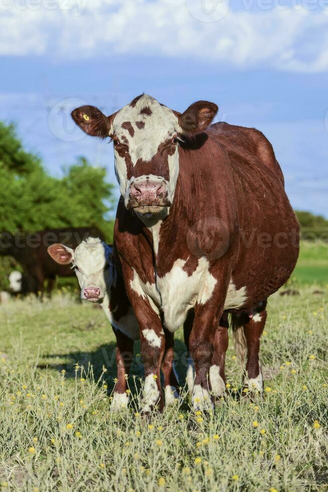 vacas y becerro , pampa campo, la pampa provincia, argentina. foto