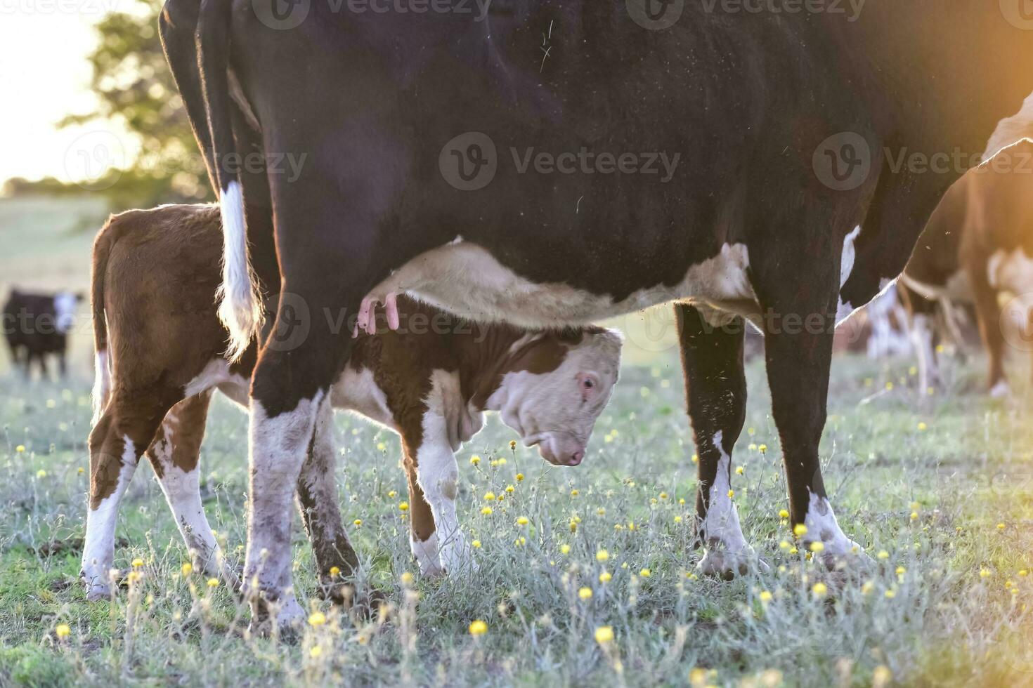 Cattle and  calf sucking, Argentine countryside,La Pampa Province, Argentina. photo