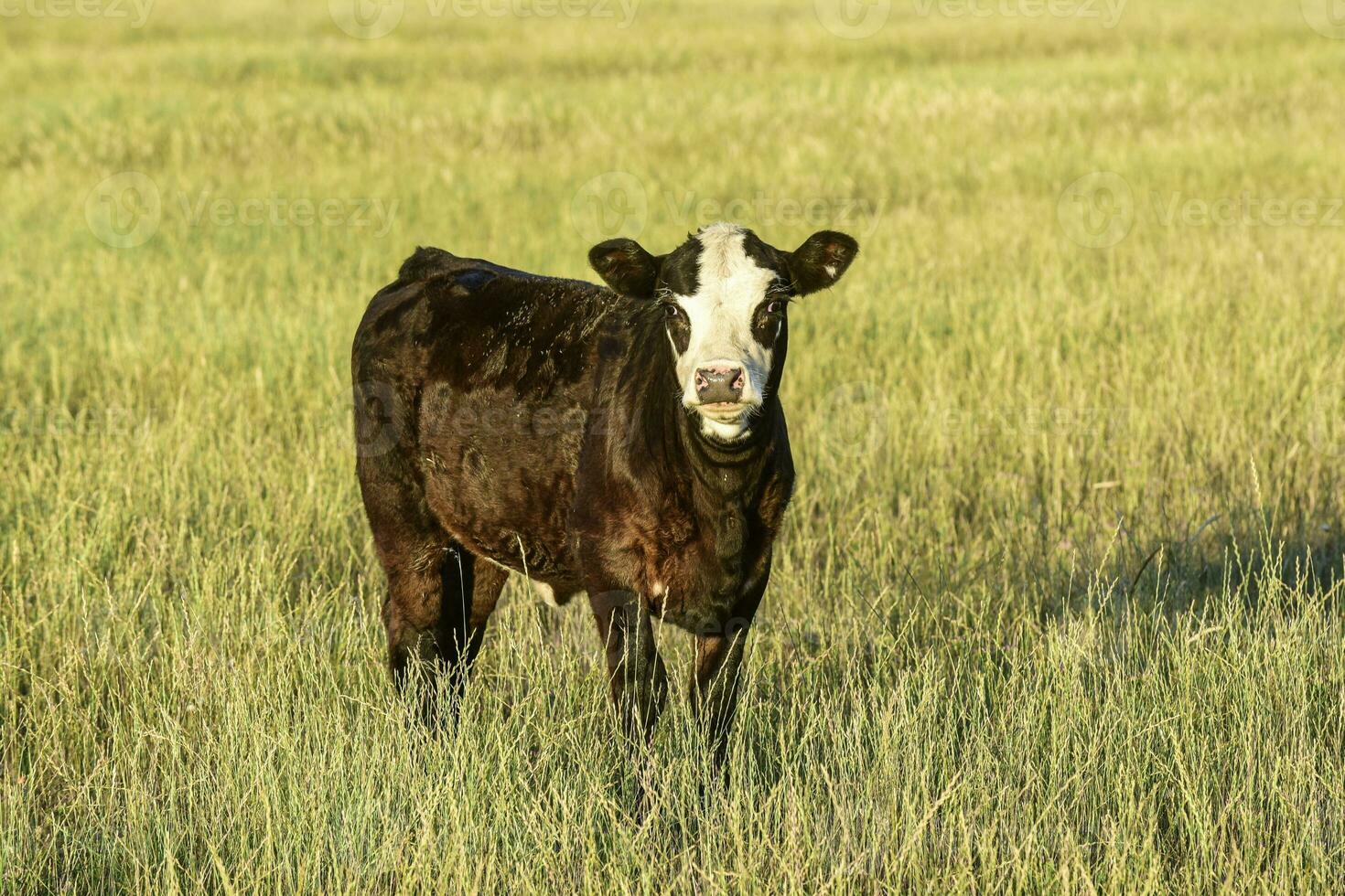, Argentine countryside,La Pampa Province, Argentina. photo
