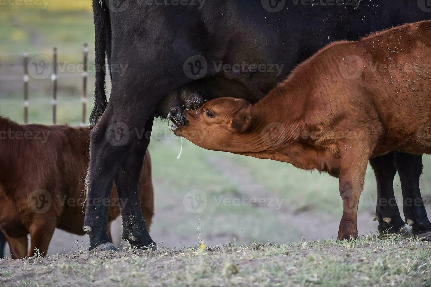 Cattle and  calf sucking, Argentine countryside,La Pampa Province, Argentina. photo