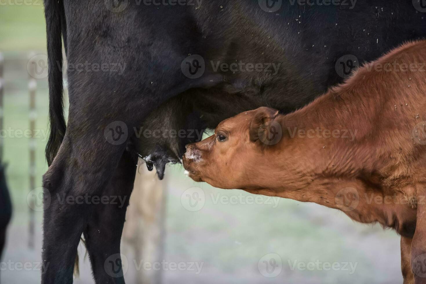 Cattle and  calf sucking, Argentine countryside,La Pampa Province, Argentina. photo