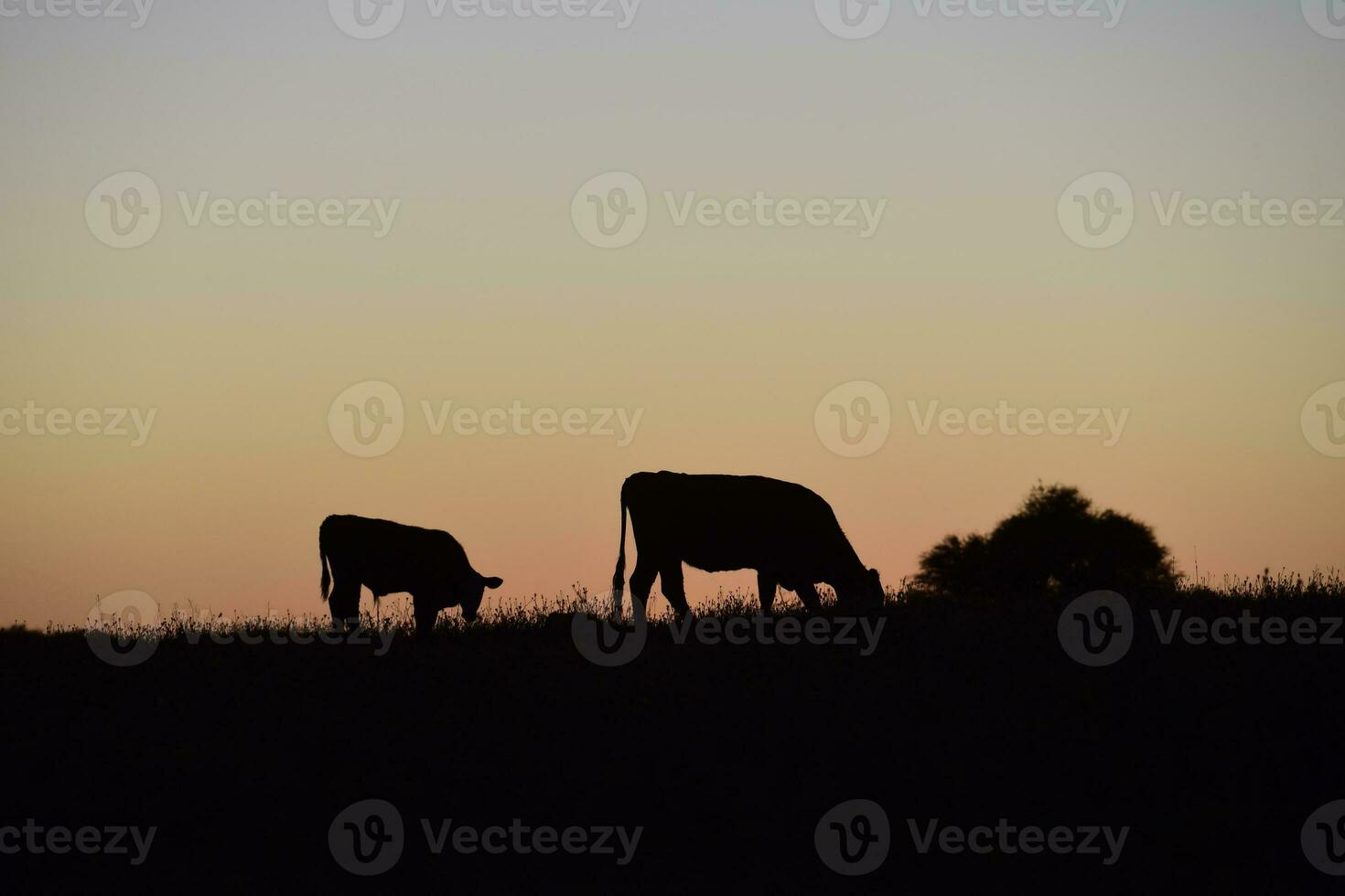 Cows silhouettes  grazing, La Pampa, Patagonia, Argentina. photo