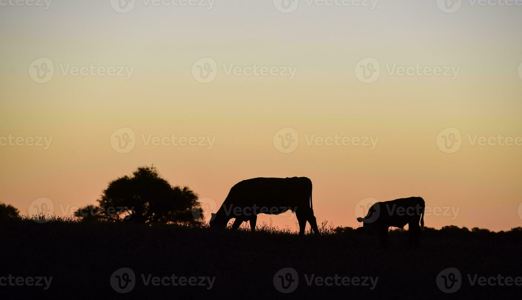 Cows silhouettes  grazing, La Pampa, Patagonia, Argentina. photo