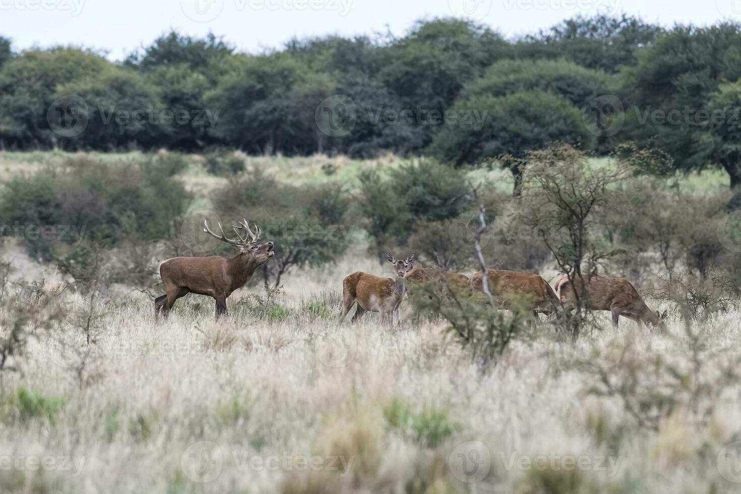 Male Red deer roaring in Calden forest, La Pampa, Argentina. photo