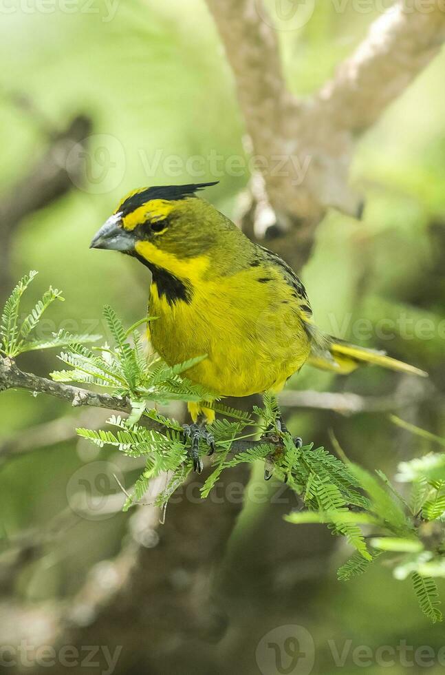 Yellow Cardinal, Gubernatrix cristata, Endangered species in La Pampa, Argentina photo