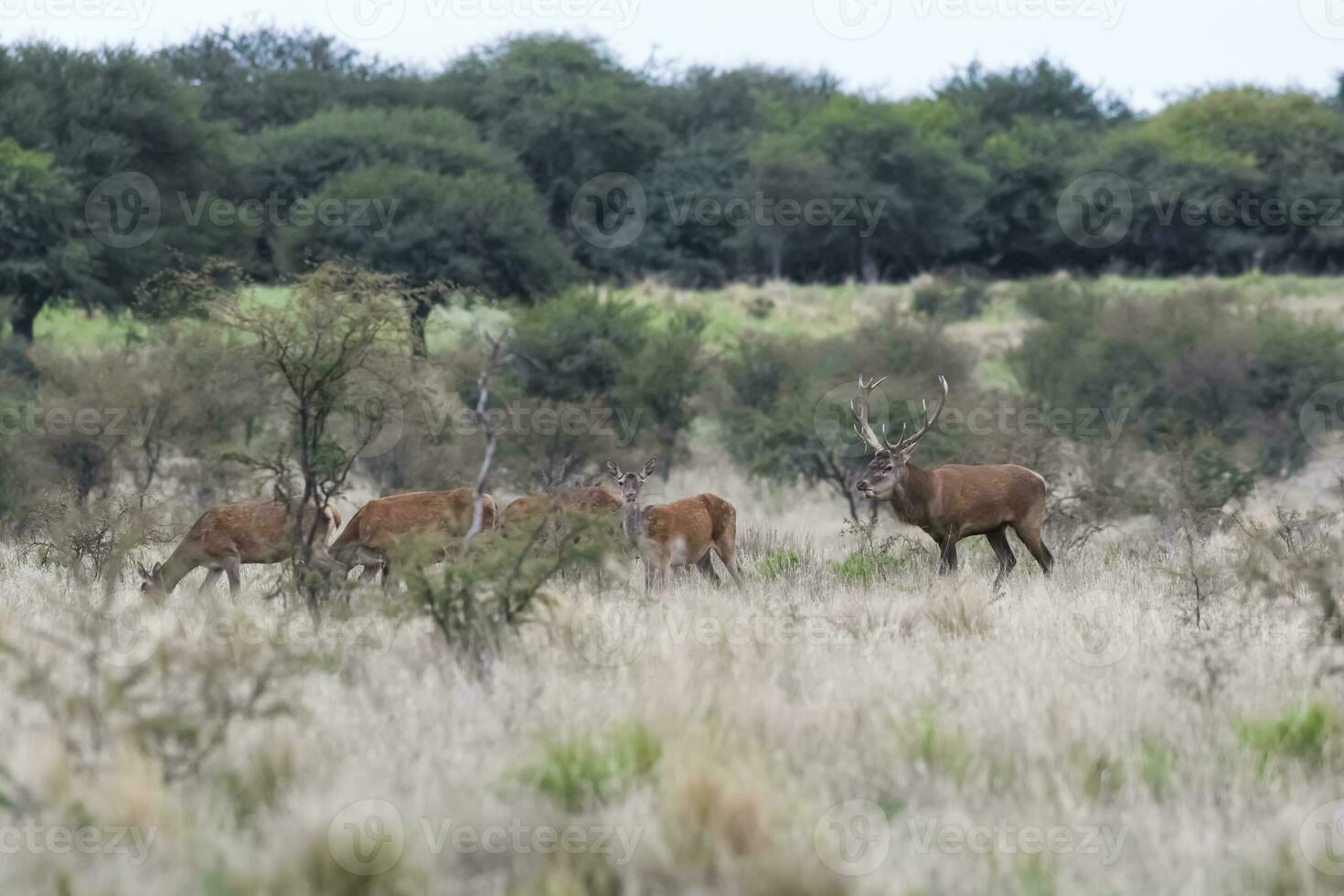 masculino rojo ciervo rugido en caldén bosque, la pampa, argentina. foto