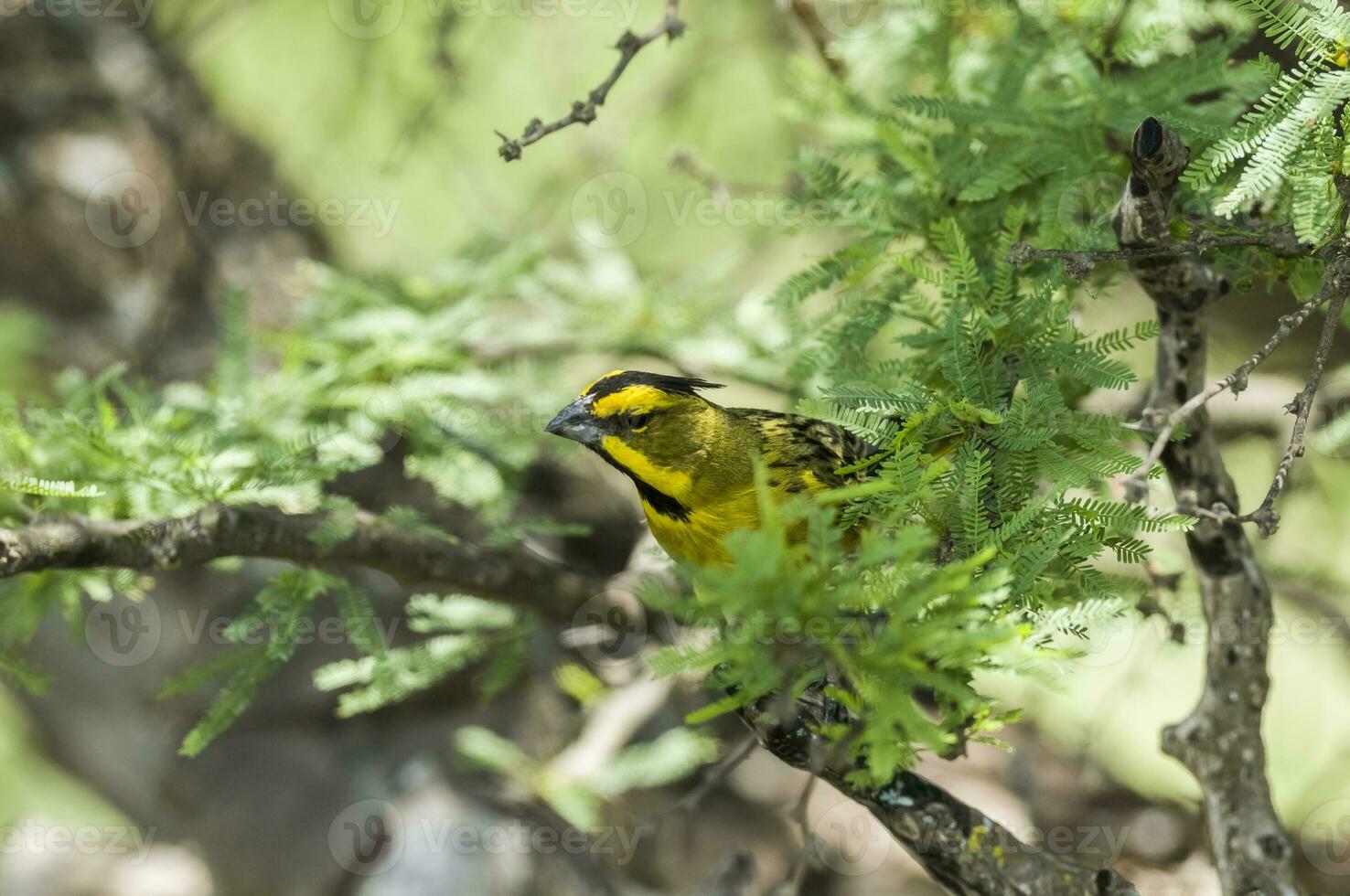 Yellow Cardinal, Gubernatrix cristata, Endangered species in La Pampa, Argentina photo