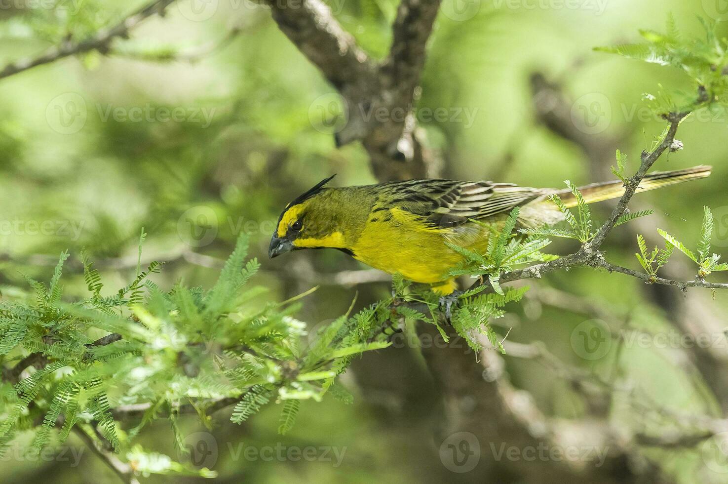 Yelow Cardinal, Gubernatrix cristata, Endangered species in La Pampa, Argentina photo