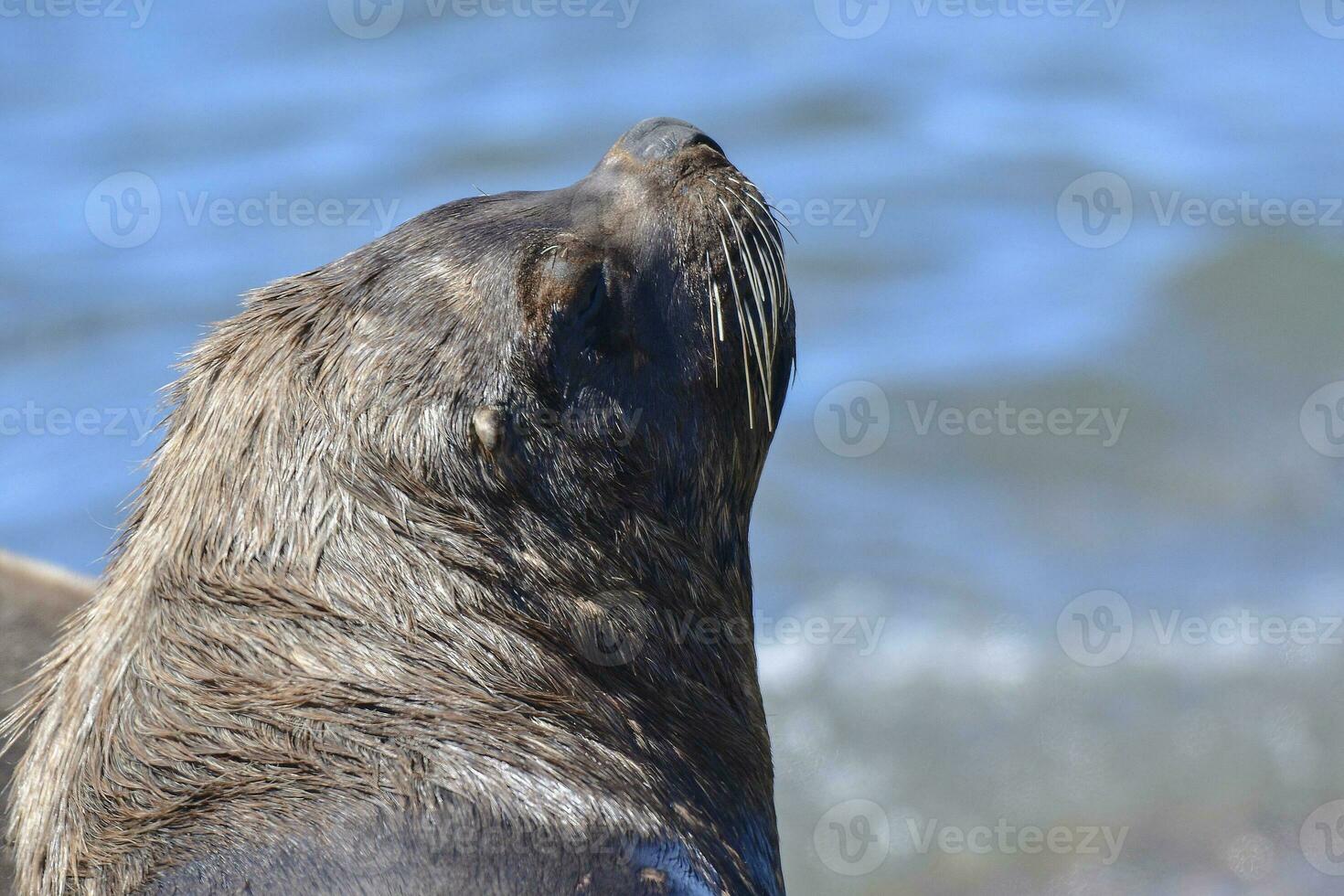 Male Sea Lion , Patagonia, Argentina photo