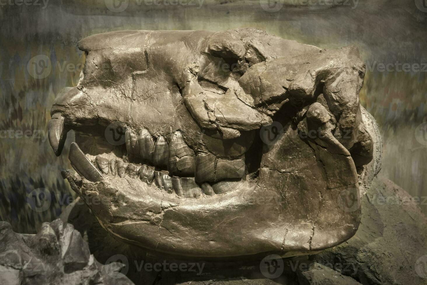 Fossil skull of extinct  Nesodon, Patagonia, Argentina. photo