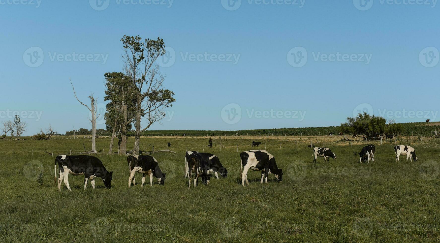 vacas en argentino campo, la pampa provincia, argentina. foto