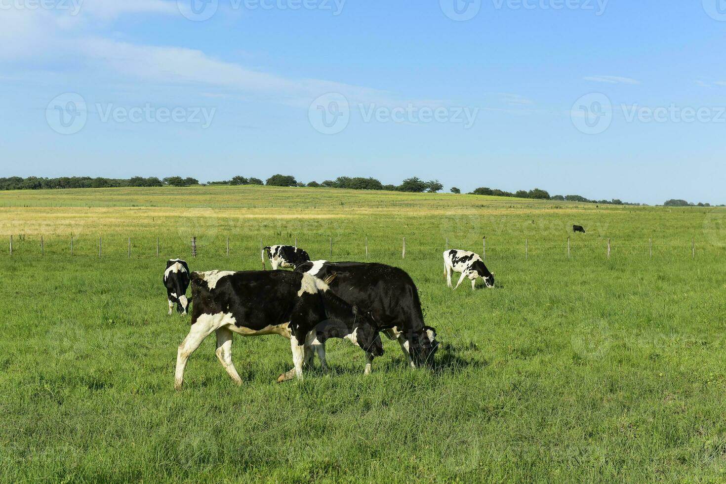 vacas en argentino campo, la pampa provincia, argentina. foto